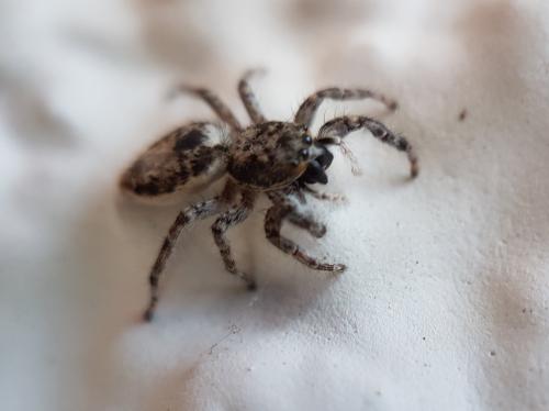 Menemerus taeniatus